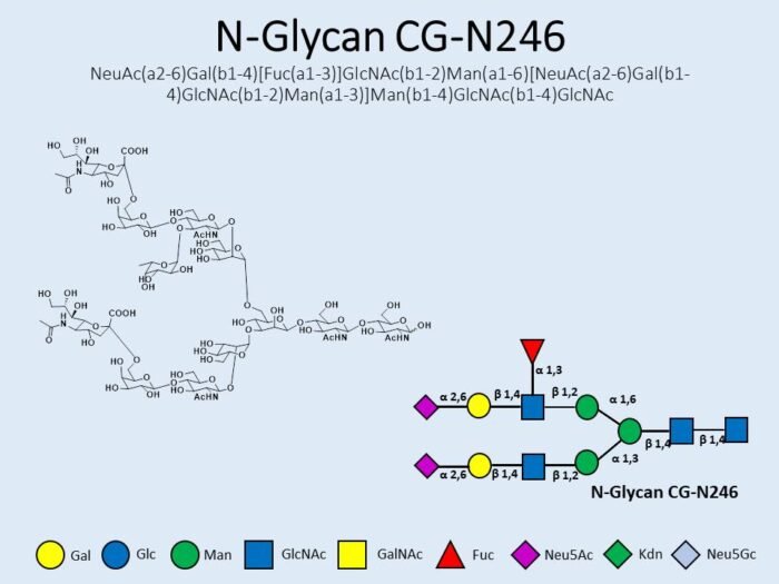 n-glycan-cg-n246