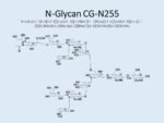 N-glycan-CG-N255