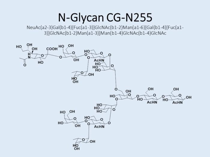 n-glycan-cg-n255-1