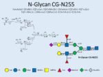 N-glycan-CG-N255