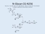 N-glycan-CG-N256