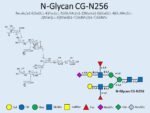 N-glycan-CG-N256