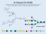 N-glycan-CG-N266