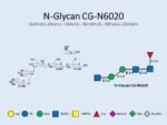 N-glycan-CG-N6020