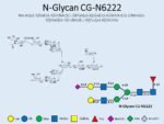 N-glycan-CG-N6222