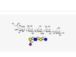 Sialyl-nLc4