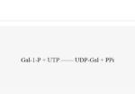 UDP-sugar-pyrophosphorylase-AtUSP