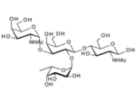 GalNAca-3-fuca-2-Galb-4GlcNAc-BloodGroupAtetrasaccharidetypeII