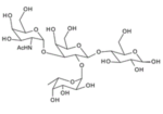 GalNAca1-3-Fuca1-2-Galb1-4Glc-BloodGroupAtetrasaccharidetypeV