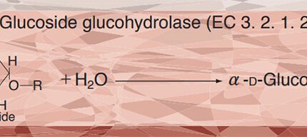 α-GLUCOSIDASE(MALTASE) from Microorganism