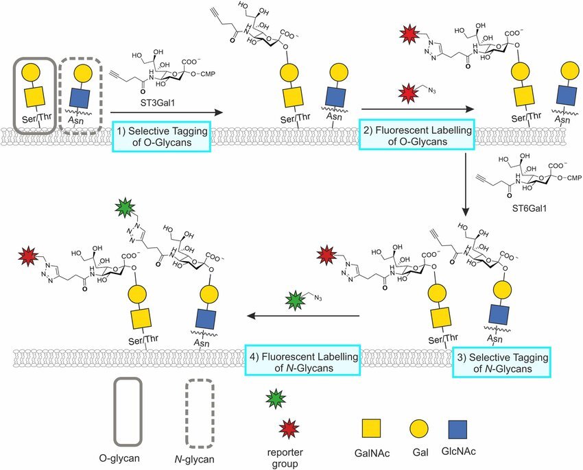 chemoenzymatic glycan engineering