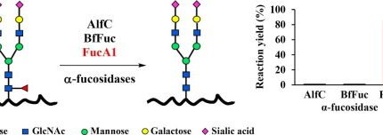 Fucosidase