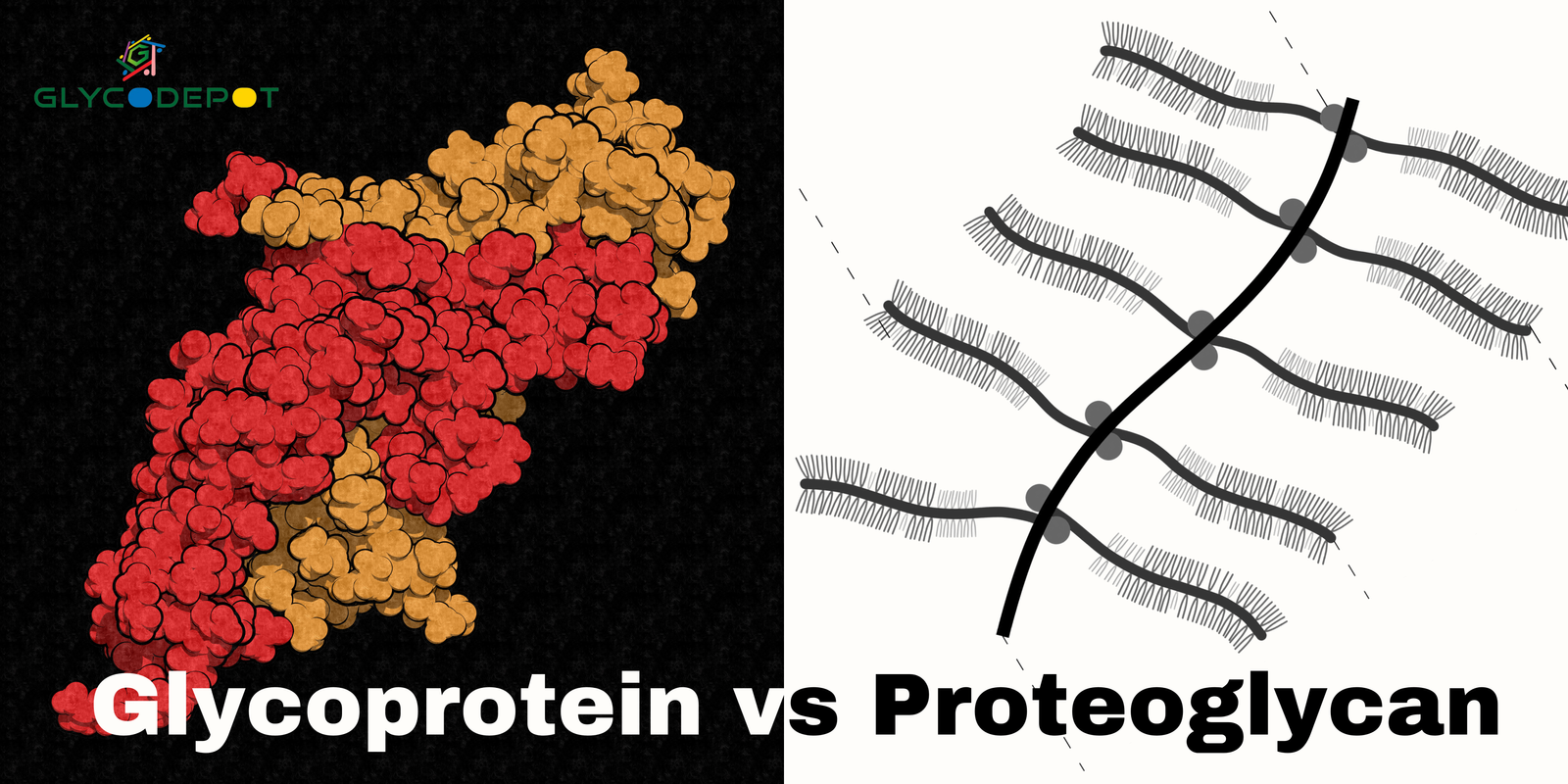 Glycoprotein vs Proteoglycan