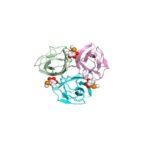 bc2lc-nt-from-burkholderia-cenocepacia—bacterial-protein-produced-in-e–coli