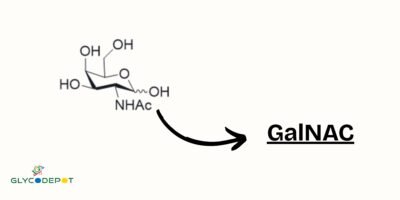 What is Glycoscience? A Beginner’s Guide to the Science of Sugars